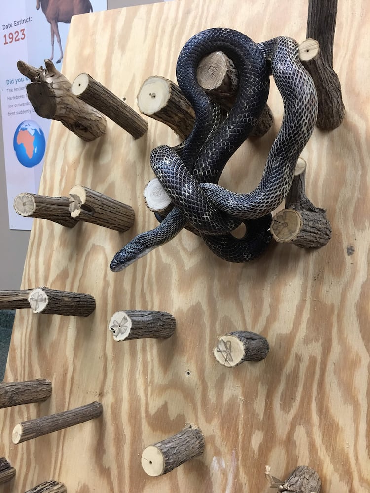 PHOTOS: Boonshoft Museum’s newest baby zoo animal is slithering into people’s hearts