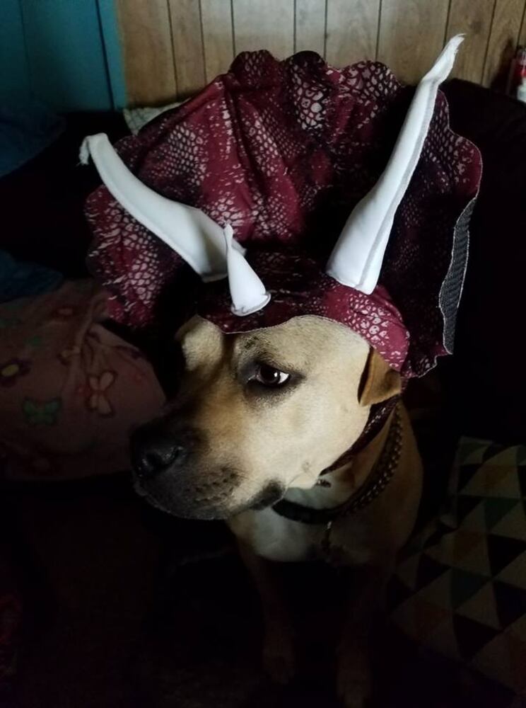 PHOTOS: Local pets ready for Halloween