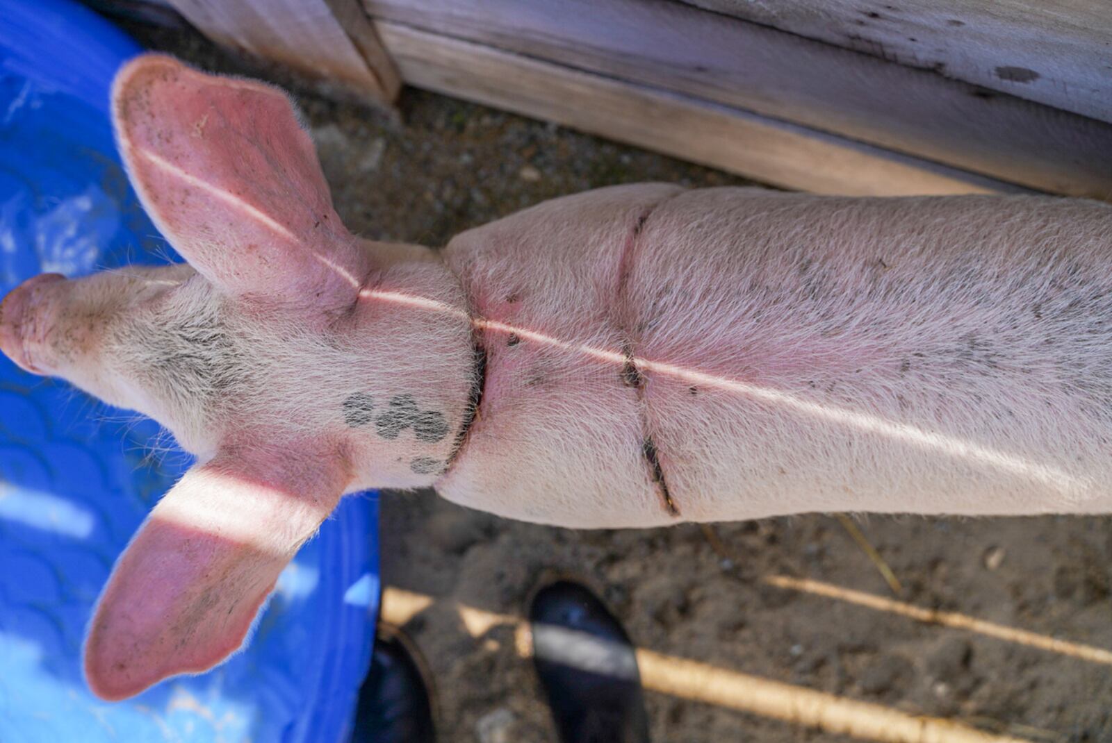 A pig was found abandoned Thursday, July 22, in an alley behind East Hudson Avenue in Dayton with a sturdy nylon rope wrapped so tightly it was embedded in the animal's skin, causing severe lacerations and pain. CONTRIBUTED