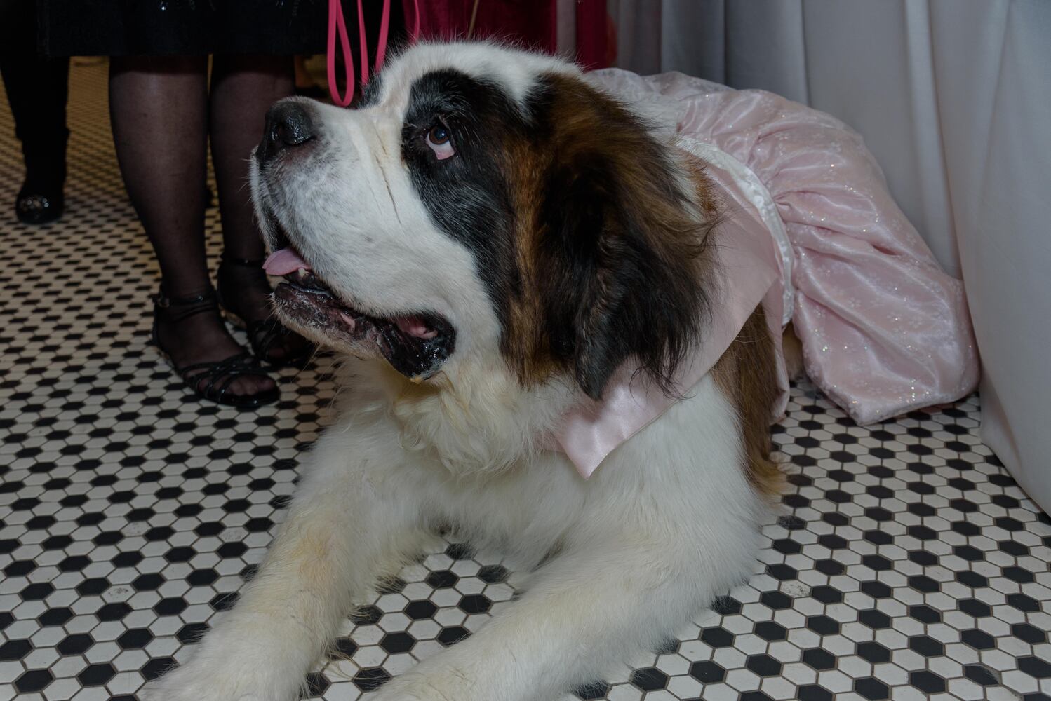 PHOTOS: Did we spot you at the Pet Afflaire Gala at the Dayton Arcade?