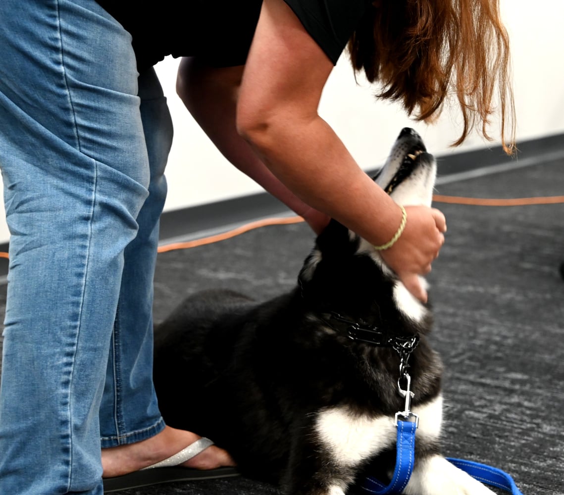 Hamilton City Schools therapy dog