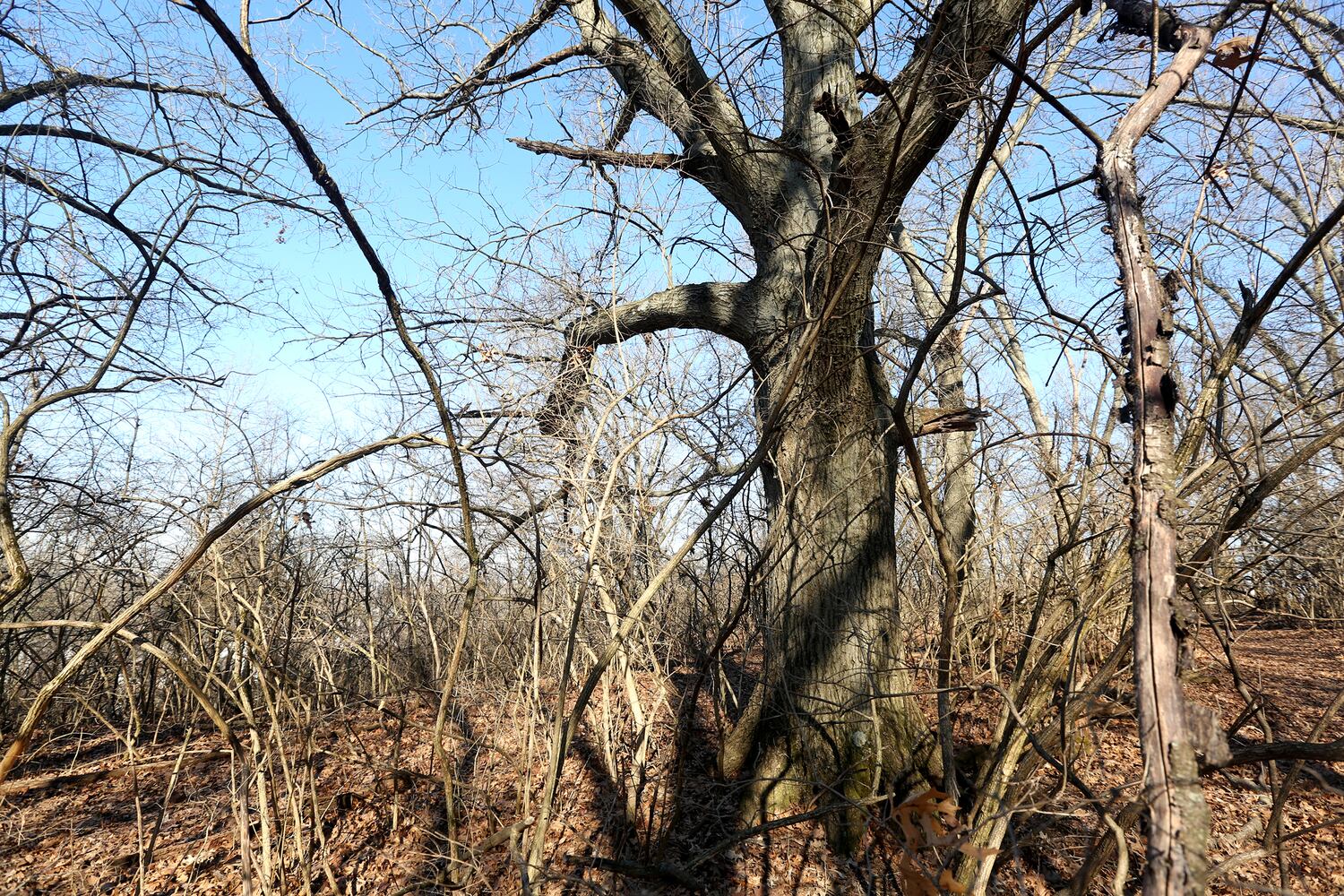 Victory Oak Knoll, a grove of 180 oak trees, was planted in 1921 to commemorate local World War I veterans.