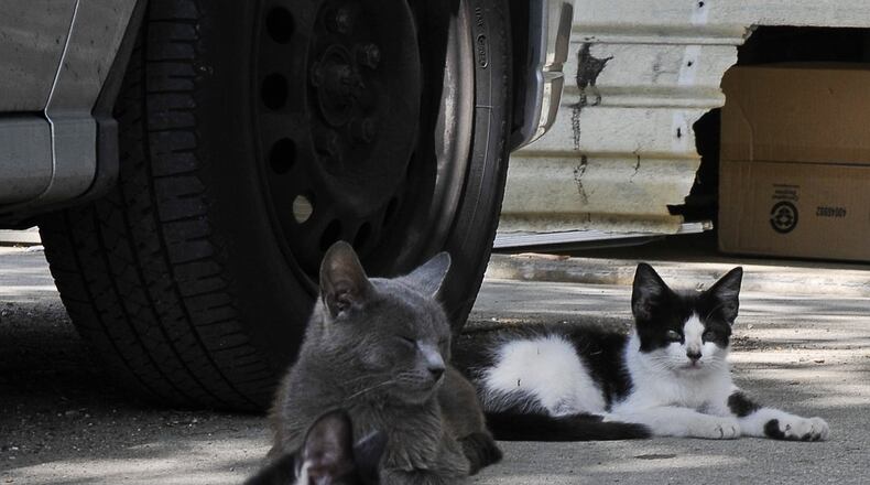 A mobile home’s driveway at Chateau Estates in German Twp. is covered with stray cats last week. The mobile home park has a stray cat problem that some residents say is impacting their health. Staff photo by Bill Lackey