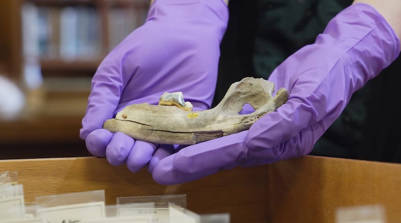 A researcher holds a 14,300 year-old dog jawbone found at Gough's Cave in the United Kingdom, on Tuesday, March 24, 2026, in London. (AP Photo/Mustakim Hasnath)