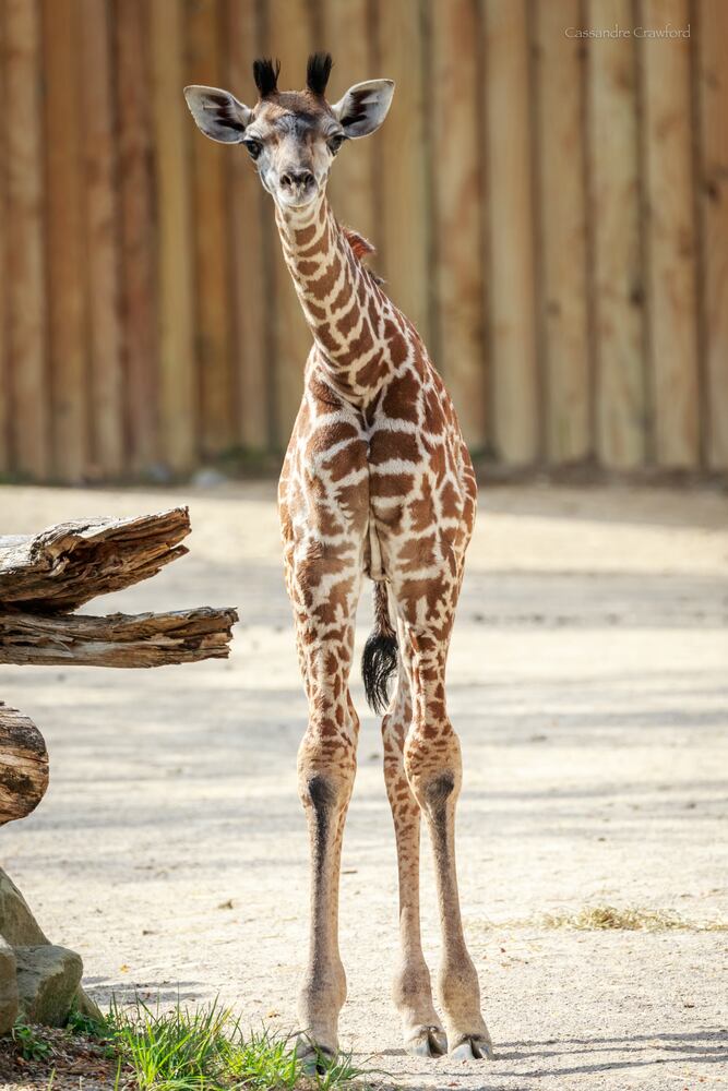 PHOTOS: Fall in love with Cincinnati Zoo babies