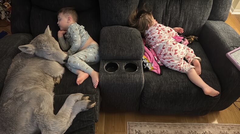 In this photo provided by Macey Sorrell, 3-year-old Gregory Sorrell cuddles with a calf his family brought indoors during extreme cold temperatures in Mount Sterling, Ky., on Saturday, Jan. 24, 2026. At right is his sister, Charlee Sorrell, 2. (Courtesy Macey Sorrell via AP)