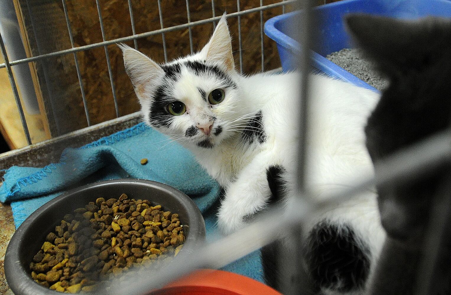 animal adoption Miami County