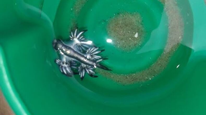 A blue dragon, a rare and painful type of sea slug, washed up along a Texas beach recently. (Hunter Lane/Padre Island National Seashore)
