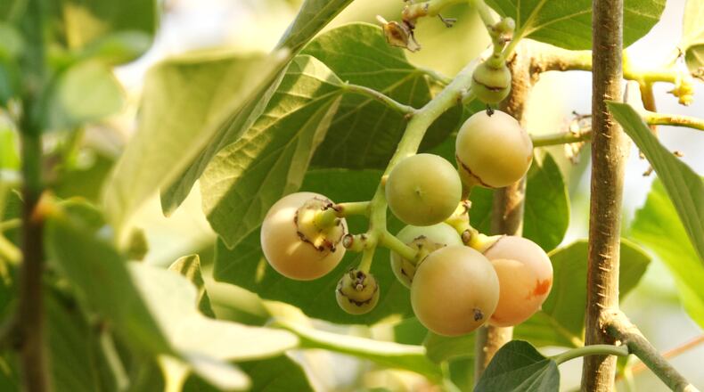 A Kadota fig tree was among the edible plant additions in the Aston front yard. (Dreamstime/TNS)