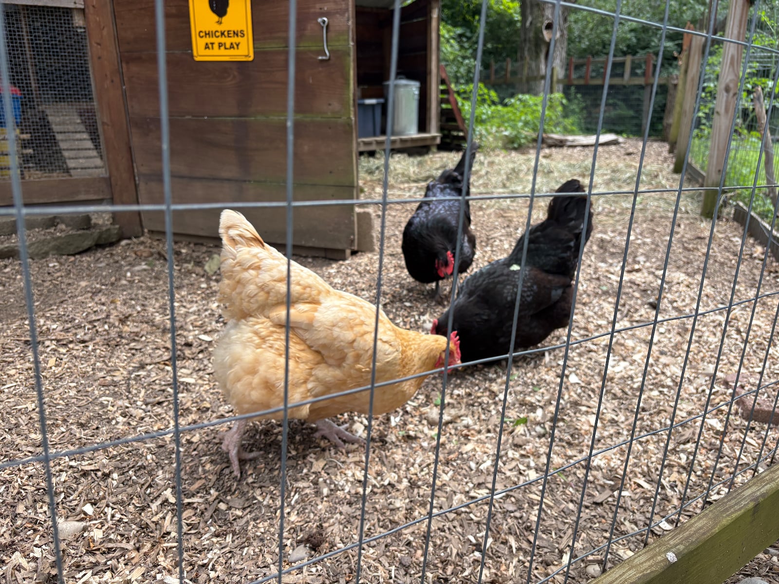 The Lucas family's three hens enjoy eating some greens in their enclosure Tuesday, Aug. 5, 2025, in Lebanon. JEN BALDUF/STAFF