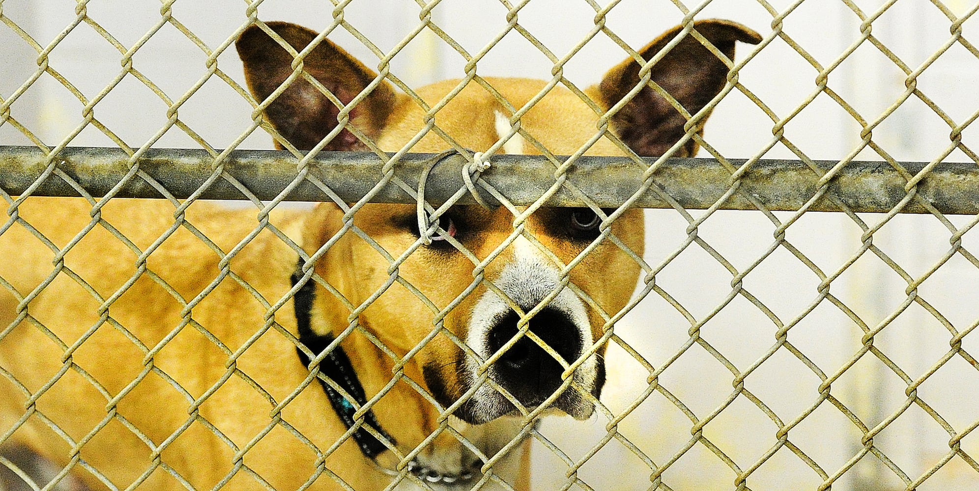 animal adoption Miami County