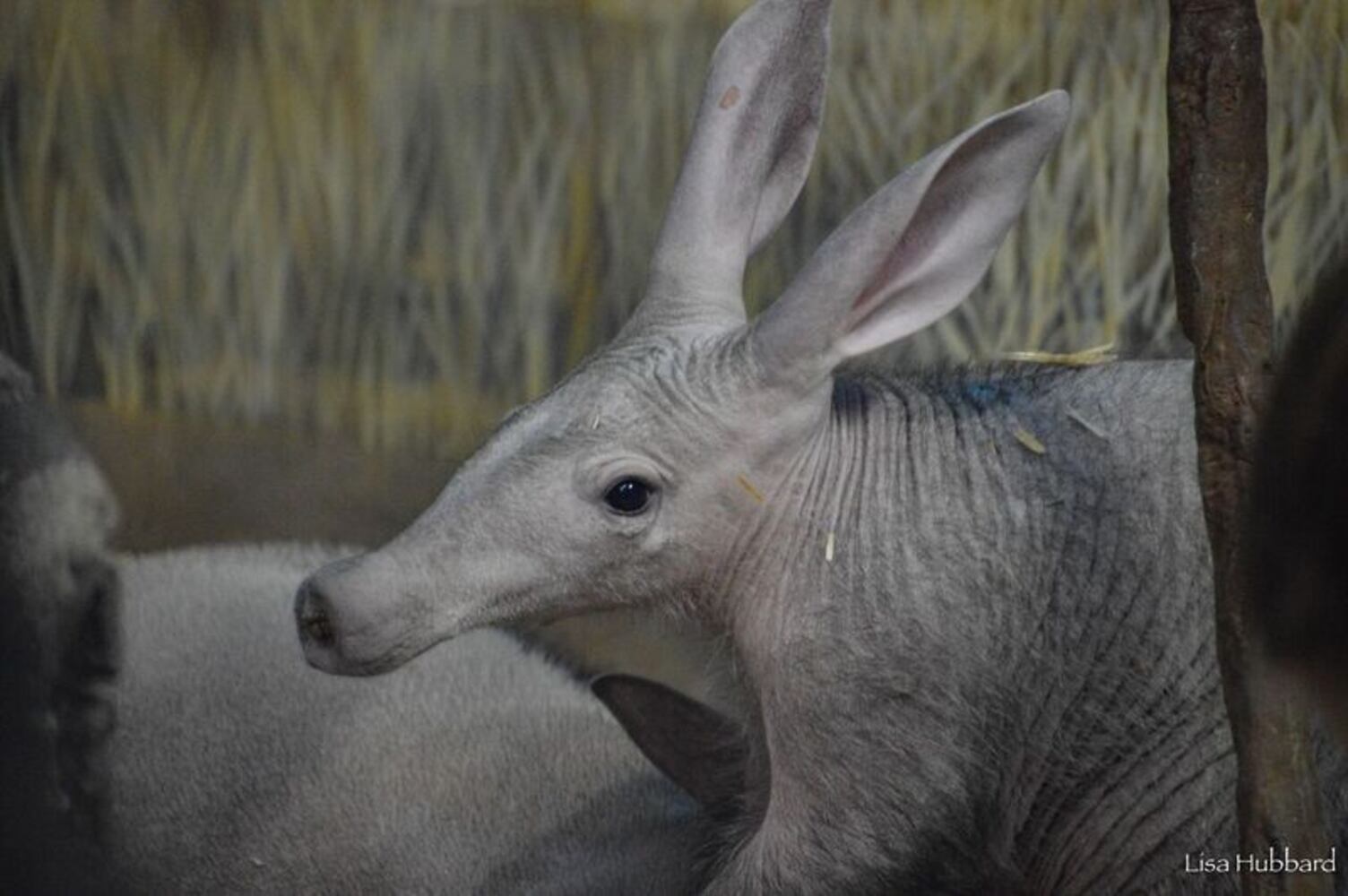 PHOTOS: This first look at Cincinnati Zoo's Zoo babies will be the best part of your day
