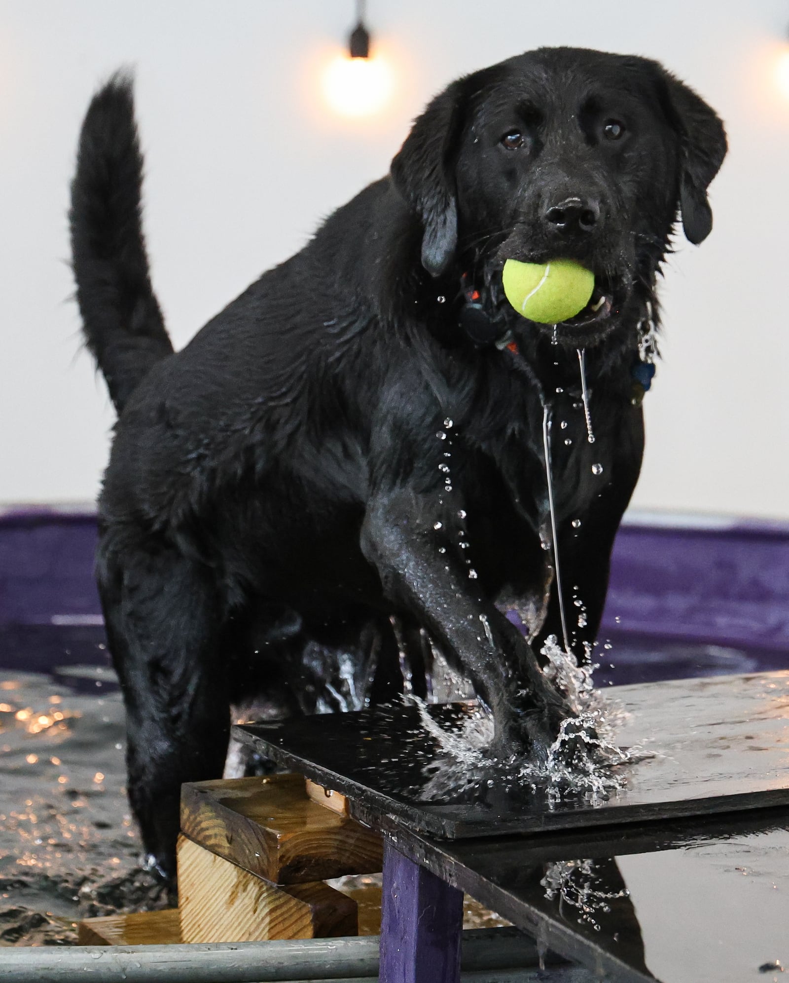 A dogs jumps out of a tub with a ball at Frey's Place on Wednesday, July 16. The dog daycare focuses on enrichment. BRYANT BILLING / STAFF