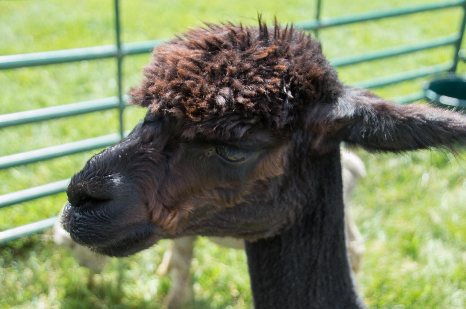 PHOTOS: Jewish Cultural Festival 2016