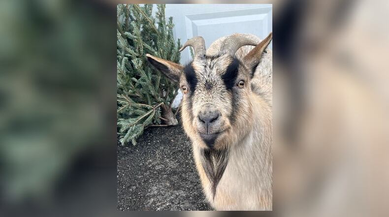 A goat owned by Heather Cremeans, of Reily Twp., will enjoy eating a Christmas tree given away by Shademakers Garden center, putting leftover trees for the holidays to good use. CONTRIBUTED
