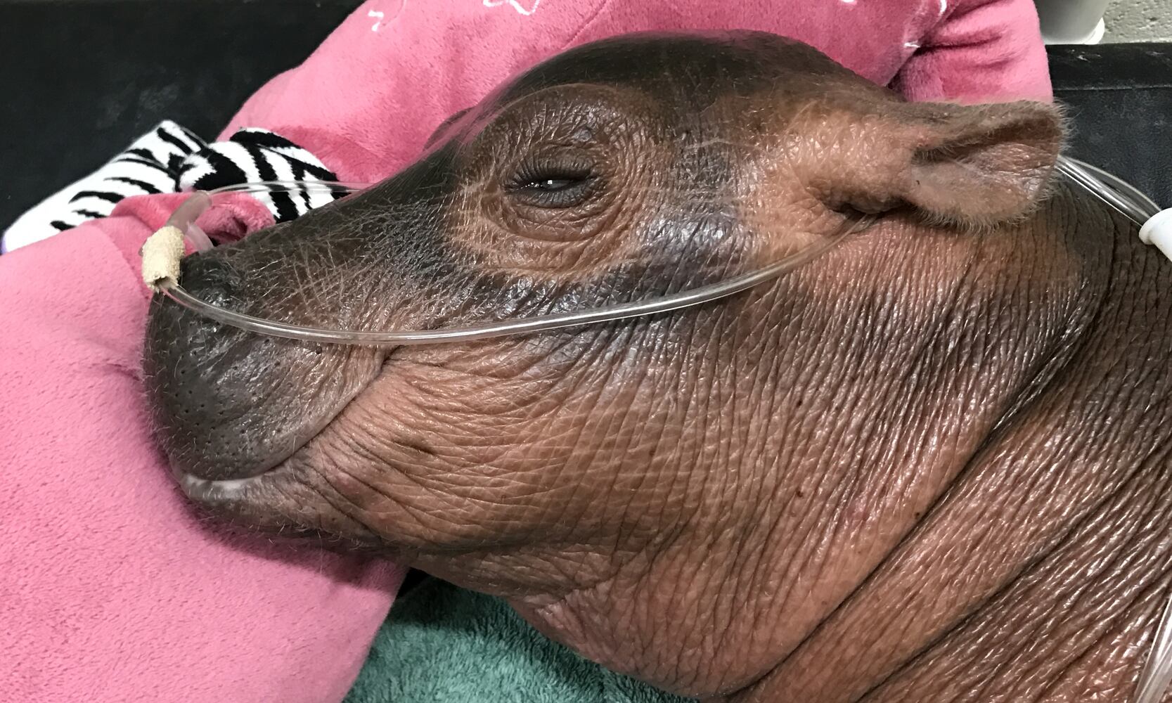 Cincinnati Zoo baby hippo update: Fiona has been taken off oxygen