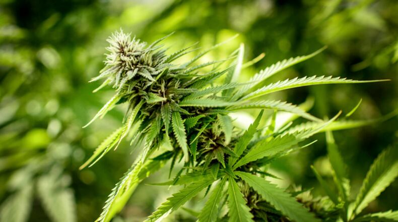 FILE - In this May 5, 2015, file photo, a marijuana plant grows at a Minnesota Medical Solutions greenhouse in Otsego, Minn. Minnesota Medical Solutions, one of two licensed medical marijuana manufacturers, lost millions of dollars in their first full year of operations, according to financial documents obtained by The Associated Press.(Glen Stubbe/Star Tribune via AP, File)