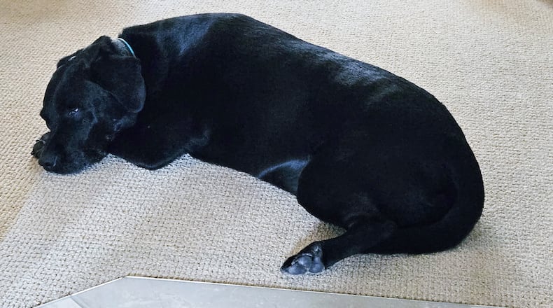 Teddy resting after a trip to his vet for his annual check-up. CONTRIBUTED