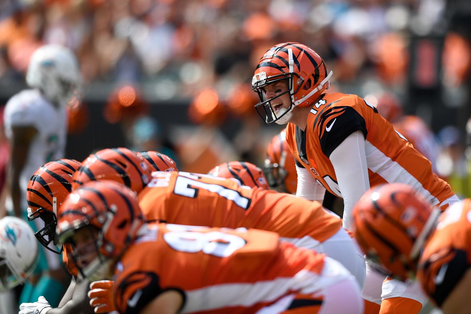 bengals dolphins gallery