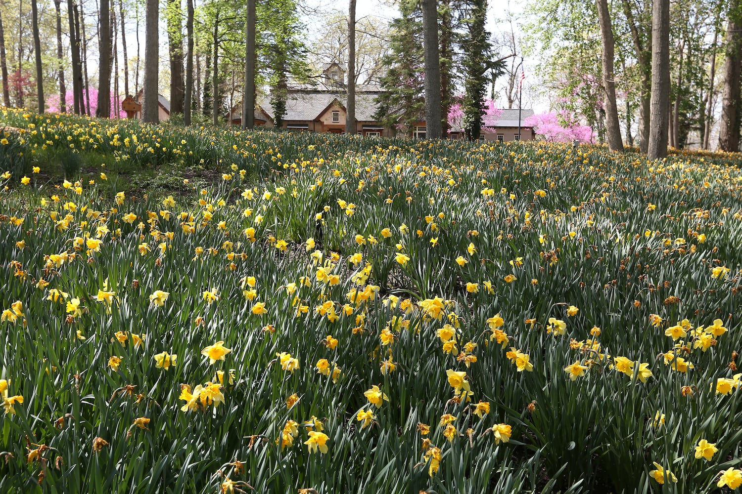 PHOTOS: Tens of thousands of daffodils on display in Oakwood