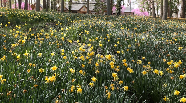 Each year the hillside at 1911 Ridgeway Rd. comes alive with thousands of bright yellow daffodils.John C. Gray and his wife, Mj, started planting them in 2006. Today there are 160,000 daffodils on display each spring. LISA POWELL / STAFF