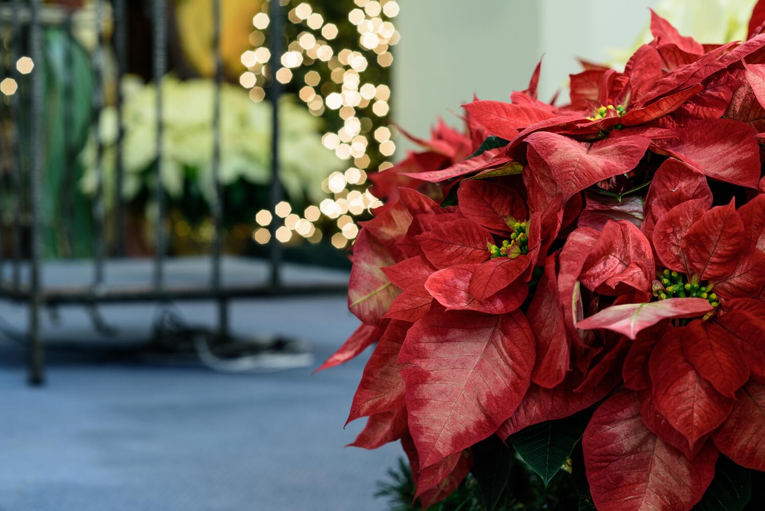 PHOTOS: A breathtaking look at Holy Trinity Catholic Church on Christmas Eve morning