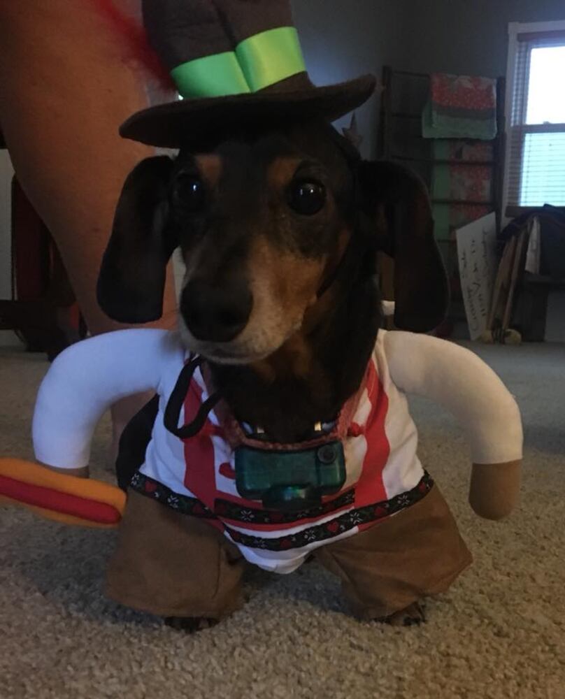 PHOTOS: Local pets ready for Halloween