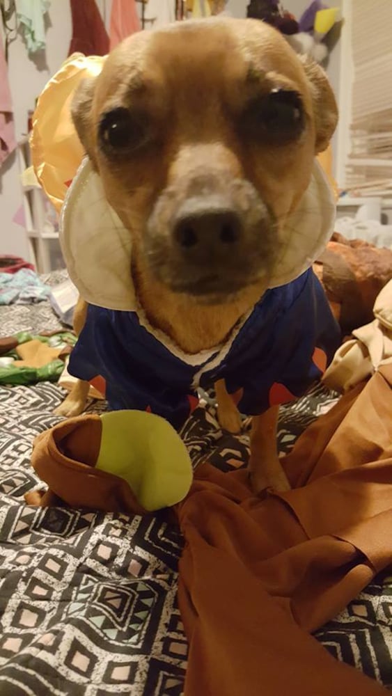 PHOTOS: Local pets ready for Halloween