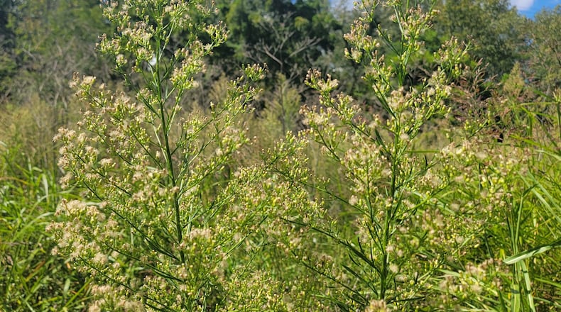 Two Marestail flower stalks. CONTRIBUTED