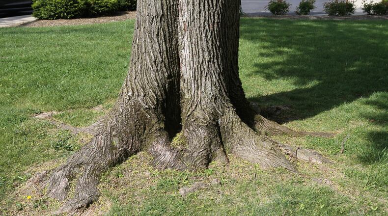 The root flare is the part of the tree where the roots transition into trunk. The root flare should be at or slightly above ground level. CONTRIBUTED