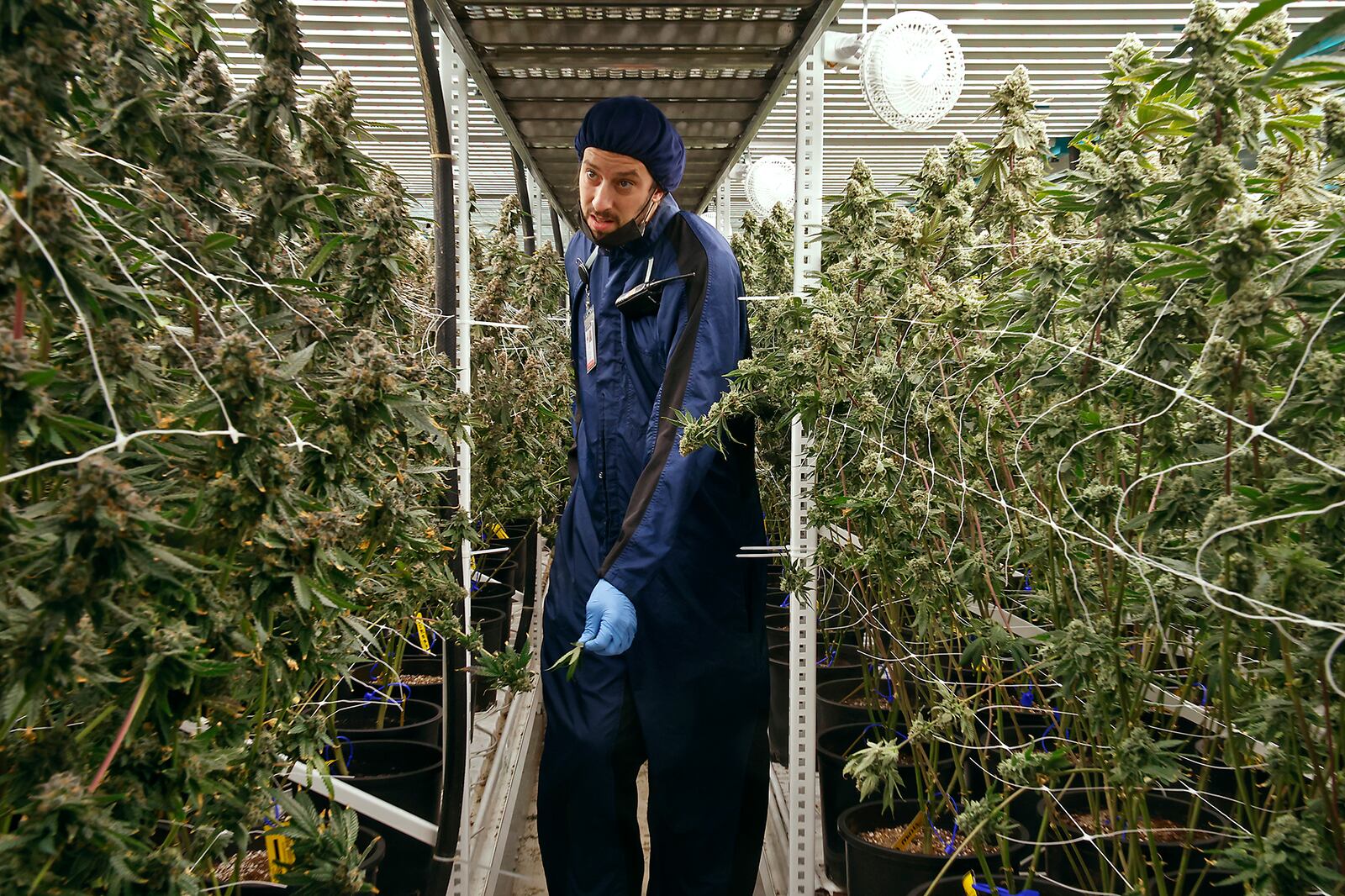 Cody Neidig, head of cultivation at Pure Ohio Wellness, walks through hundreds of flowering cannabis plants at their cultivation facility in Clark County Monday, Dec. 4, 2023. BILL LACKEY/STAFF