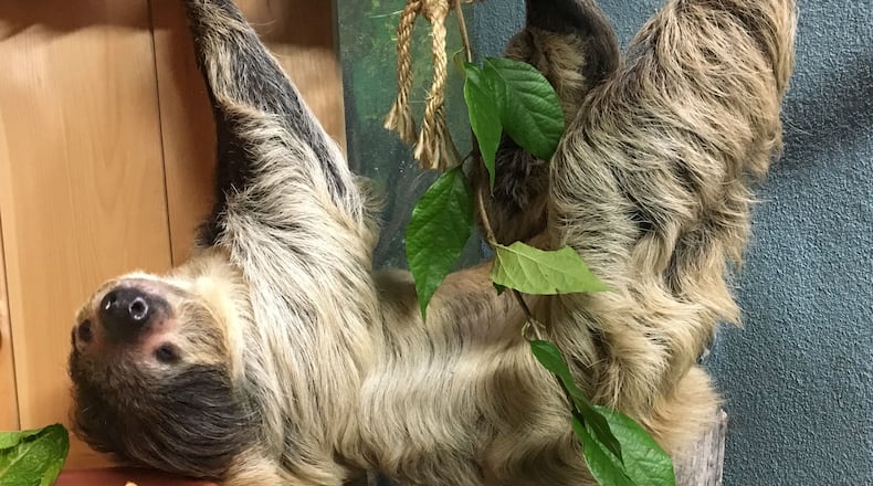 On International Sloth Day, The Boonshoft Museum will transform the museum’s planetarium into a virtual rainforest to talk all about sloths and the threats they are currently facing in the wild.