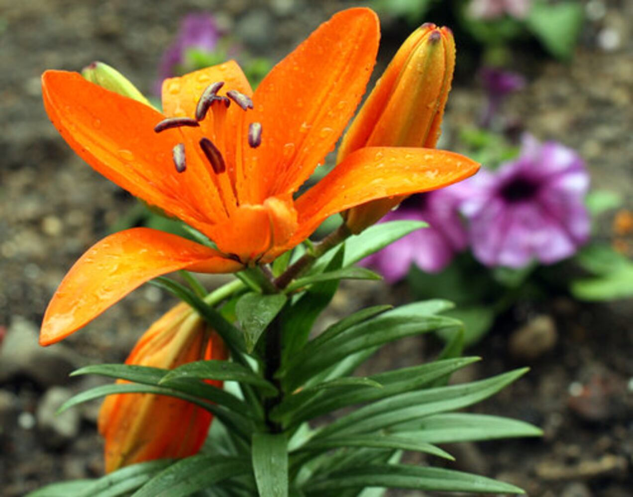 Spring Bulb Festival