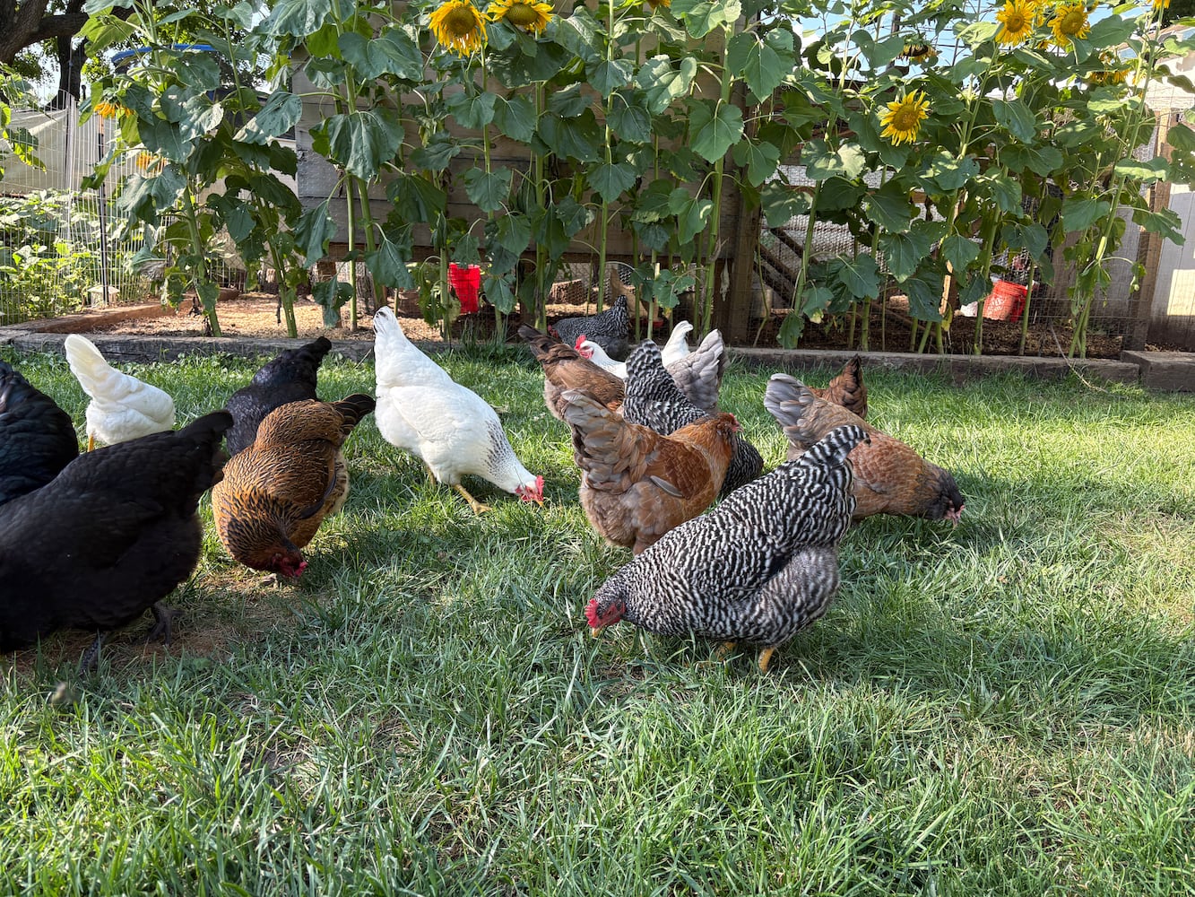 Combs chickens in Kettering