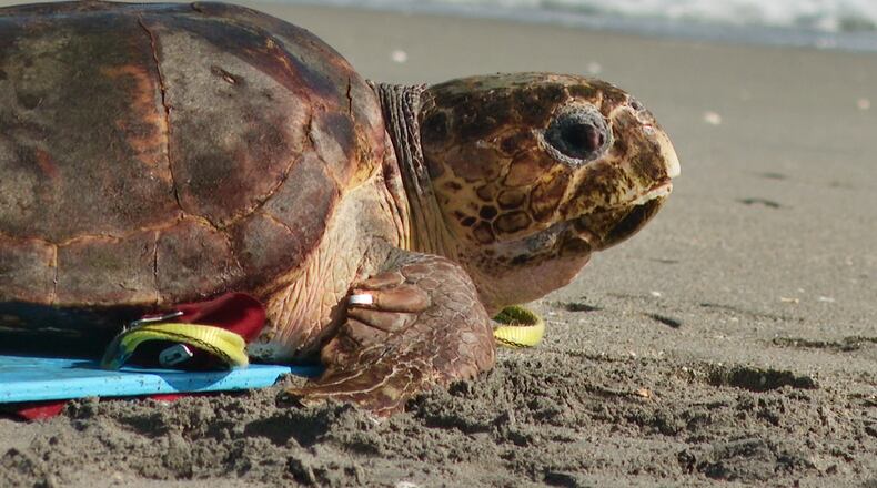 A loggerhead sea turtle named Swim Shady is seen crawling towards the ocean during a release on Monday, Nov. 3, 2025, in Juno Beach, Fla. (AP Photo/Cody Jackson)
