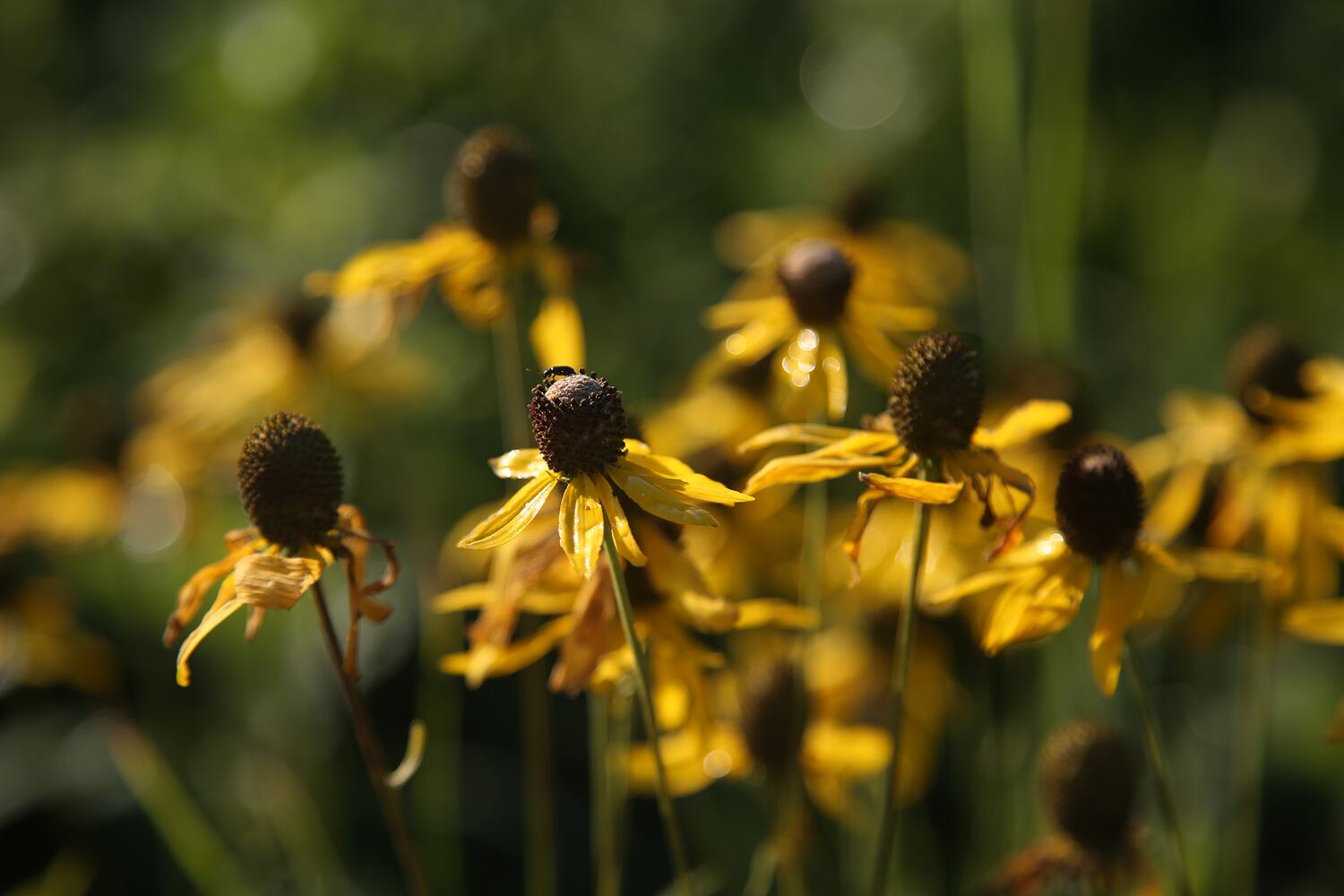 PHOTOS: Huffman Prairie State Natural Landmark is a ‘palette of many colors’