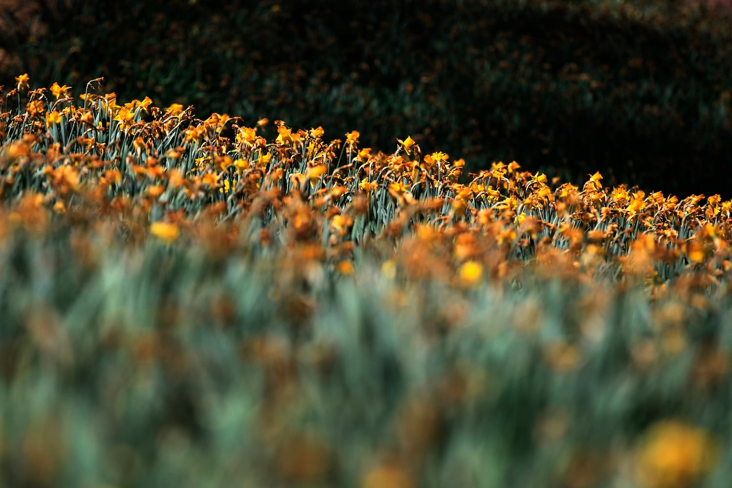PHOTOS: Tens of thousands of daffodils on display in Oakwood