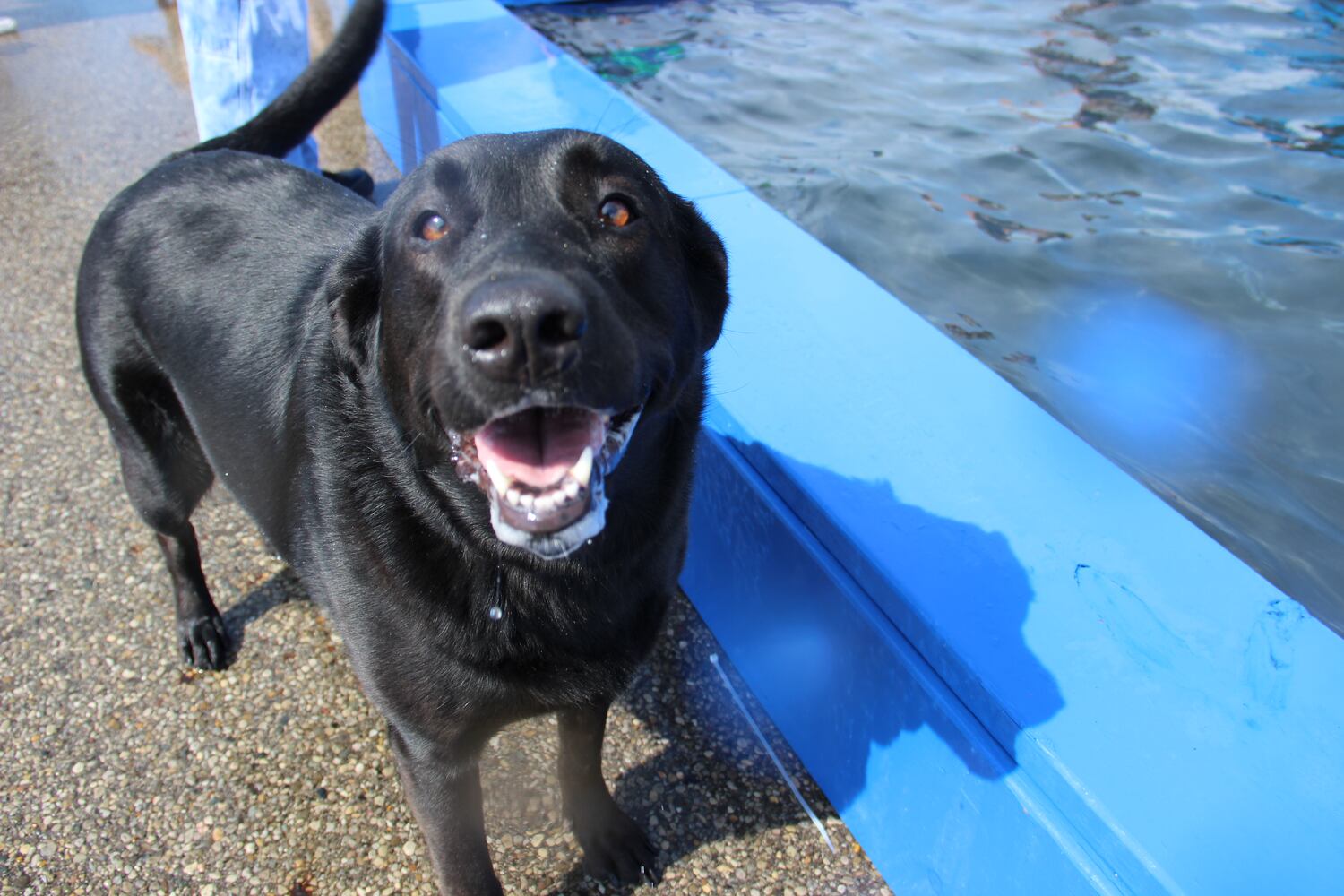 Dogs have some fun in the water at the annual Doggie Dash 'N Splash