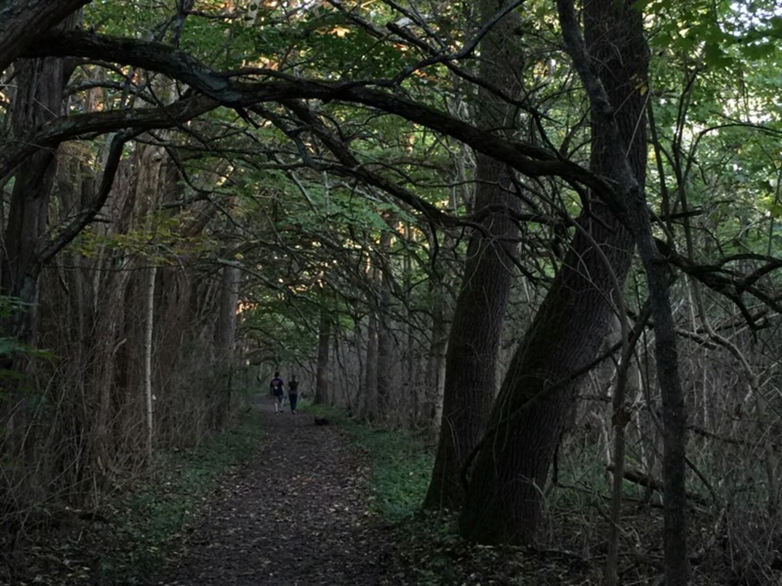 The Osage Orange Tunnel at Sugarcreek MetroPark is mysterious and unique. It's stunning no matter what the season. STAFF FILE PHOTO