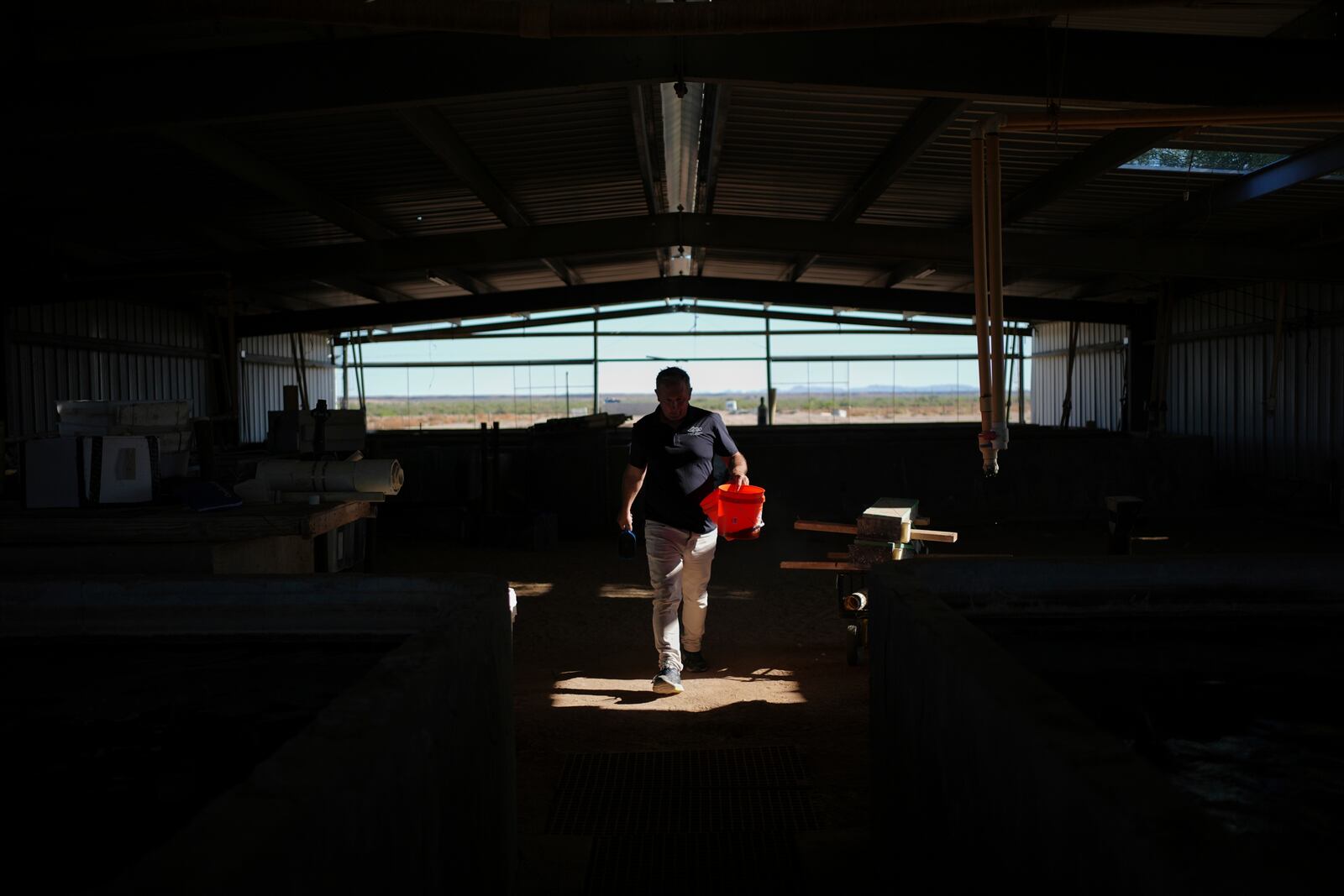 Matt Mangan, president of Mainstream USA, prepares to feed juvenile barramundi fish Saturday, April 19, 2025, at a fish farm in Dateland, Ariz. (AP Photo/Joshua A. Bickel)
