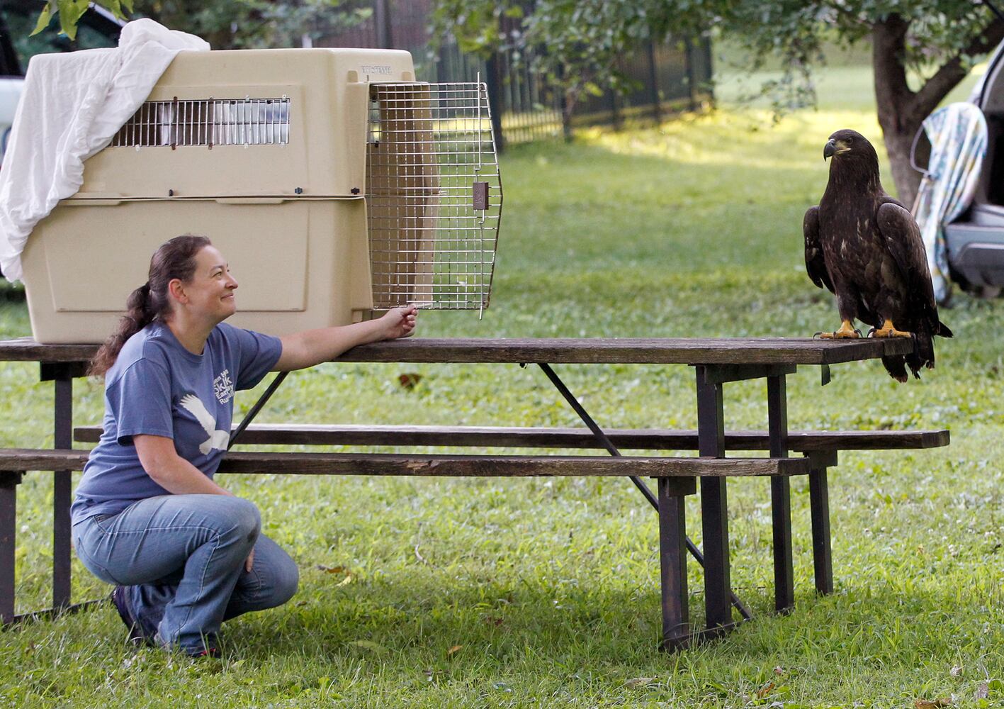 PHOTOS: Prairie, the juvenile bald eagle, is released back into Carillon Historical Park