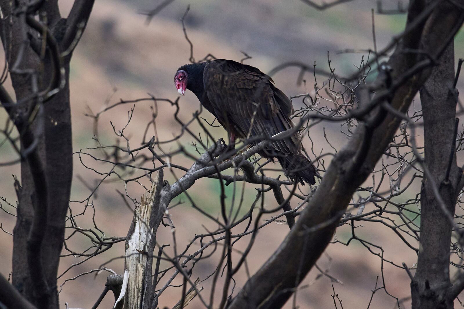 A turkey vulture roosts atop a burned tree at the Chaney Trail Corridor, an area affected by the Eaton Fire, in Altadena, Calif., on Wednesday, April 23, 2025. (AP Photo/Damian Dovarganes)