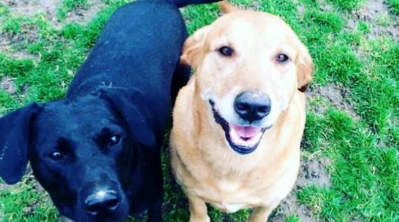 Teddy (left) and his happy host, Sully. AILEEN GRECH/CONTRIBUTED