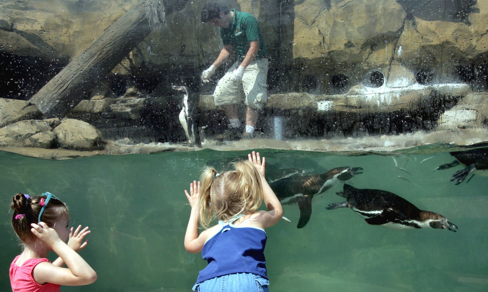 CHUCK CROW  THE PLAIN DEALER  Isabelle Virag, 5, left, and Carly Hippich, 4, watch closely as Humboldt penquins are fed at the Akron Zoo.     Isabelle Virag, age 5(left) and Carly Hippich, age 4, take in the feeding time at Penguin Point, one of the brand new spots inside the Akron Zoo.The girls were at the Zoo with their moms and they are from Akron.Shot at the Akron Zoo, Akron,Ohio.Shot on June 9, 2005.(Photograph by Chuck Crow/The Plain Dealer) ORG XMIT: CLE2017050912304115