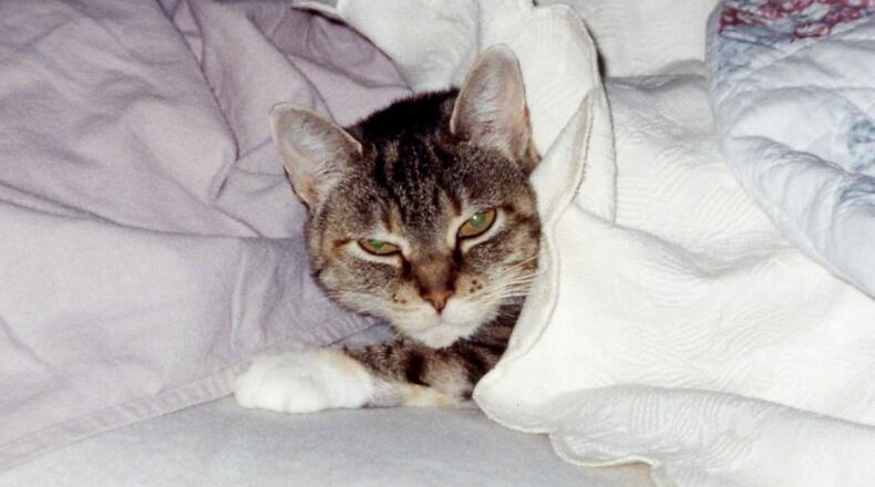 This photo is of Bailey, my family's first furry escape artist. KARIN SPICER/CONTRIBUTED