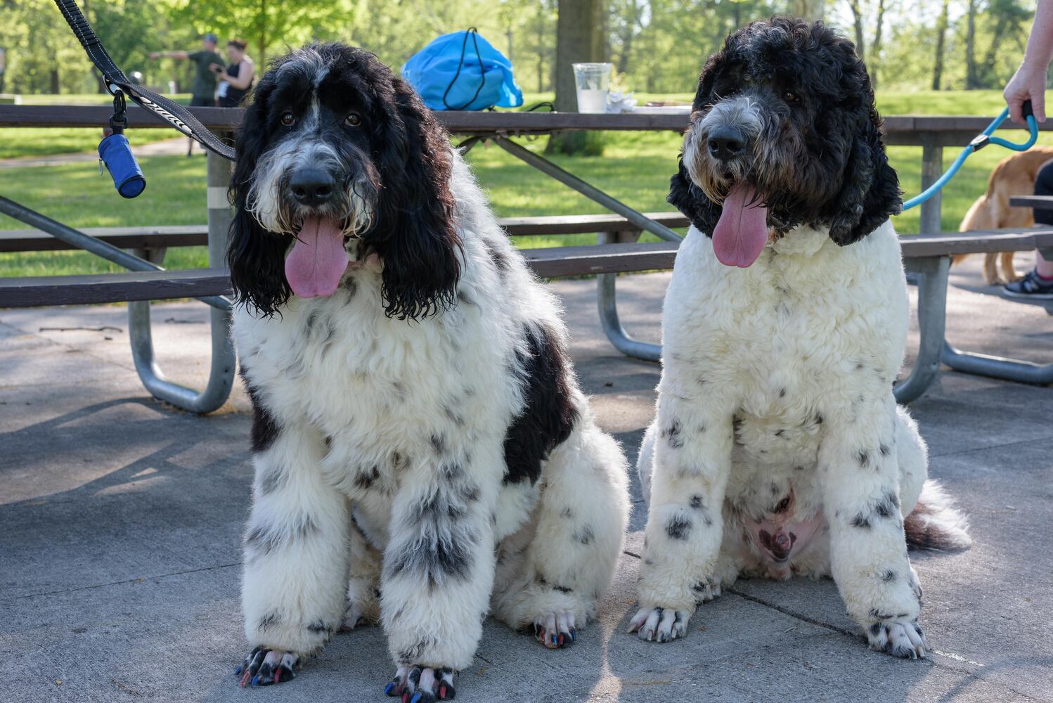 PHOTOS: Did we spot you and your doggie during the Furry Skurry 5K & Furry Fest at Eastwood MetroPark?