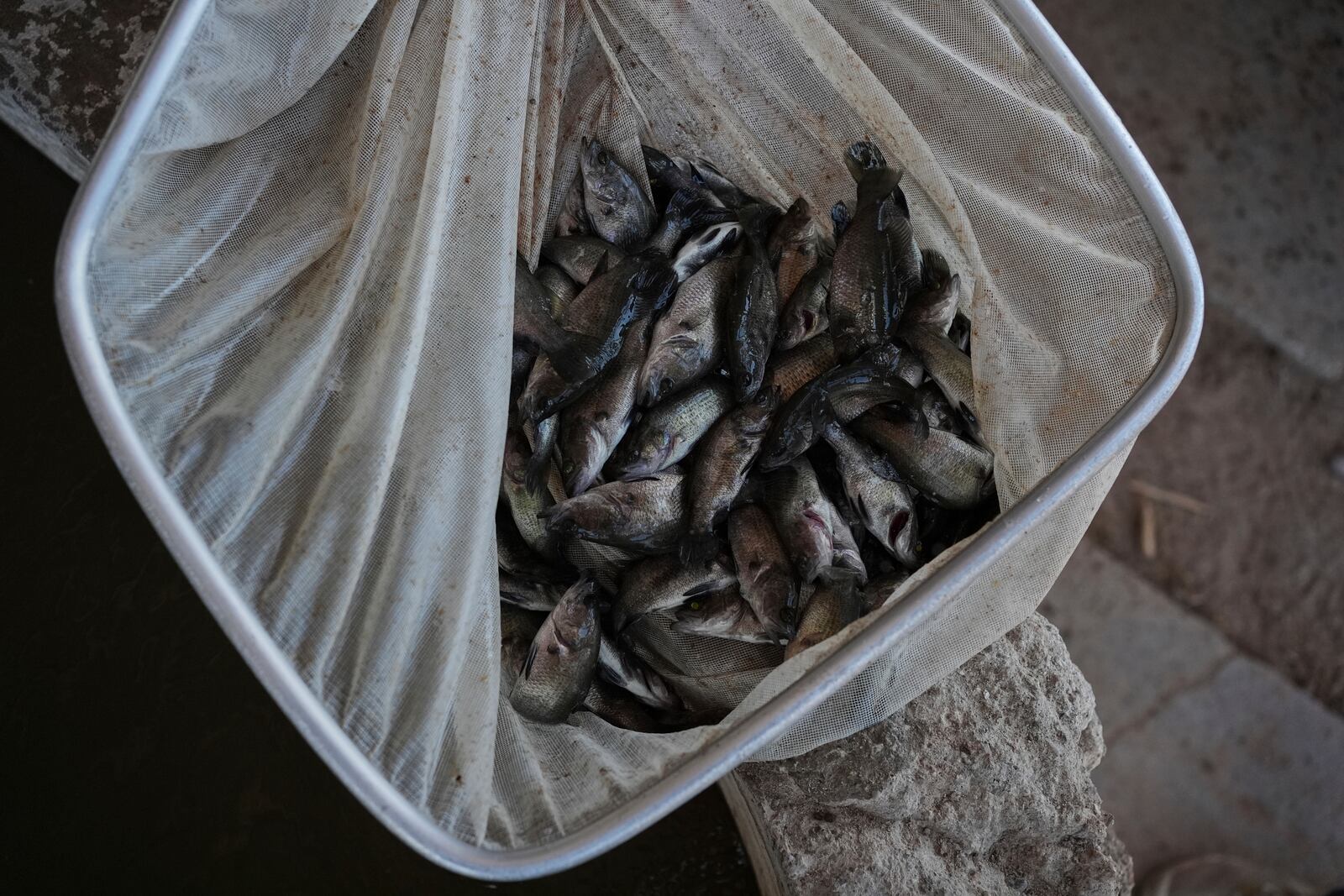 Juvenile barramundi fish sit in a net Saturday, April 19, 2025, at a Mainstream USA fish farm in Dateland, Ariz. (AP Photo/Joshua A. Bickel)