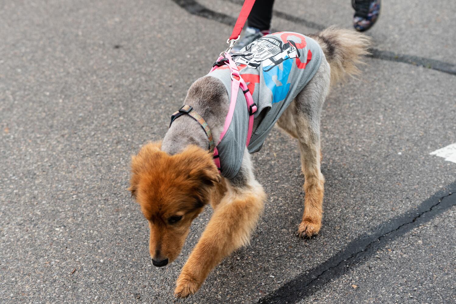 PHOTOS: Did we spot you at the Furry Skurry 5K at Stubbs Park in Centerville?