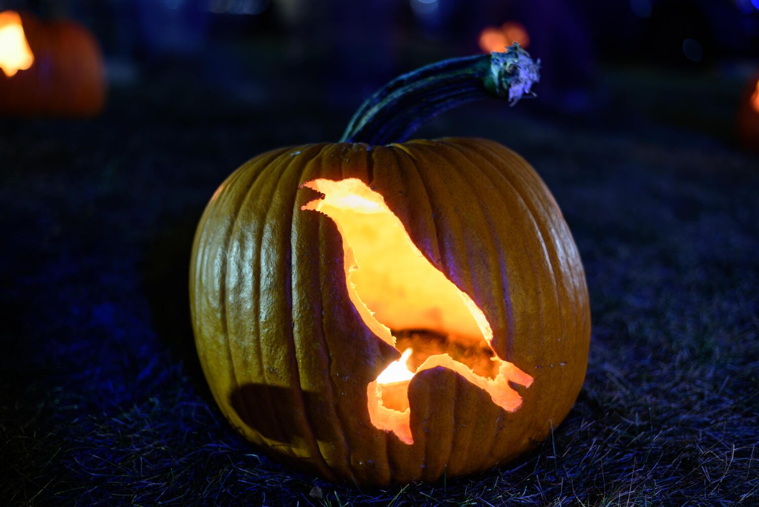PHOTOS: The Stoddard Avenue Pumpkin Glow