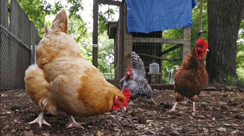 Health officials fear people raising backyard chickens are at risk for salmonella infection during the current nationwide outbreak. Ohio has the highest number of cases, but none have been reported in Franklin County so far. FRED SQUILLANTE/THE COLUMBUS DISPATCH